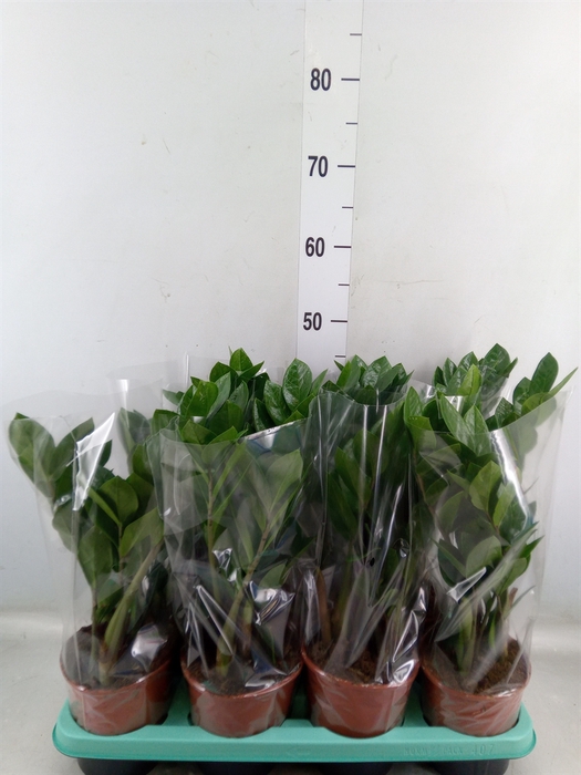 <h4>Zamioculcas zamiifolia</h4>