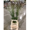 SANGUISORBA OFFICINALIS WHITE
