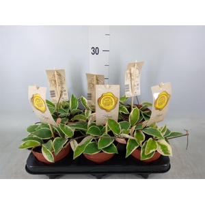 Hoya carnosa 'Krimson Queen'