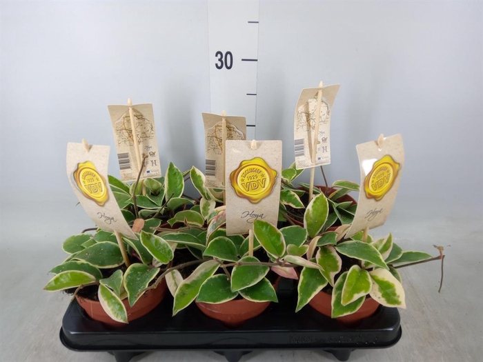 <h4>Hoya carnosa 'Krimson Queen'</h4>