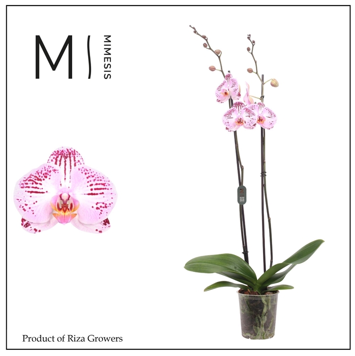 <h4>Phalaenopsis Cassie 2 spike - 12cm | Mimesis</h4>