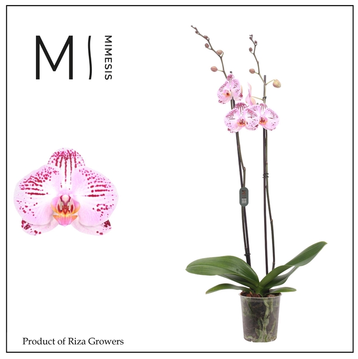 <h4>Phalaenopsis Cassie 2 spike - 12cm | Mimesis</h4>