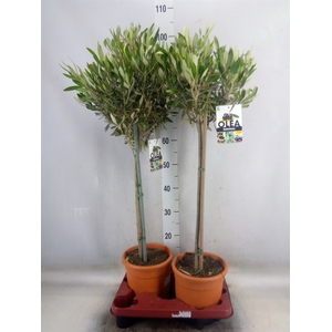 Olea europaea
