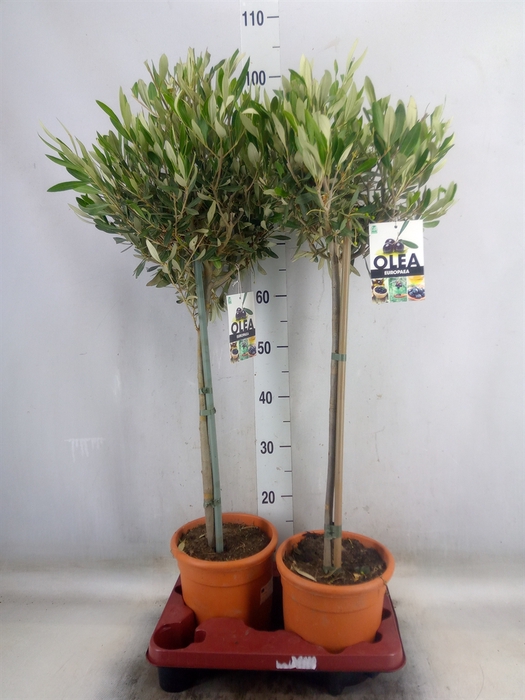 <h4>Olea europaea</h4>