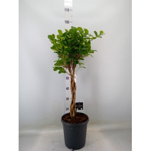 Ficus microcarpa 'Moclame'