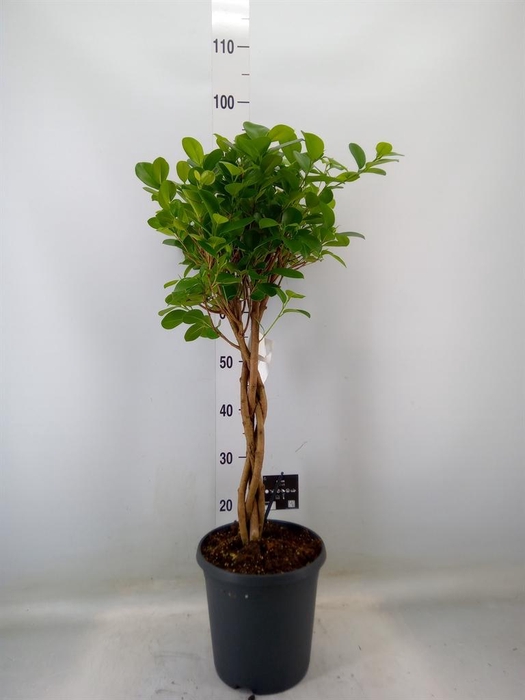 <h4>Ficus microcarpa 'Moclame'</h4>