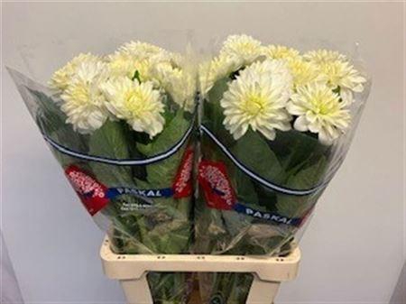 <h4>Dahl White Ballet</h4>