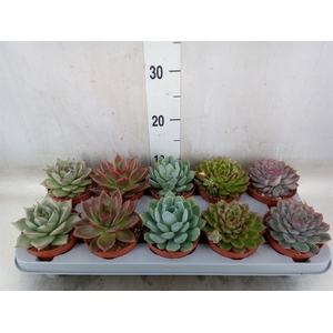 Echeveria   ...mix
