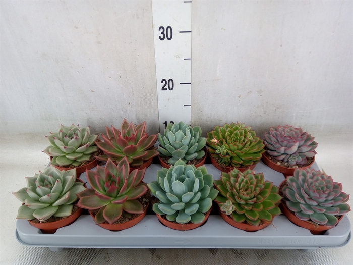 <h4>Echeveria   ...mix</h4>