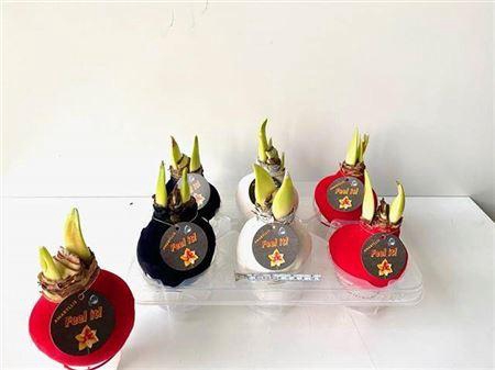 <h4>Amaryllis Belladonna</h4>