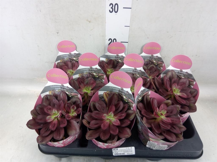 <h4>Echeveria   ...</h4>