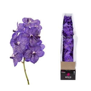 Vanda Blueberry Smoothie X5