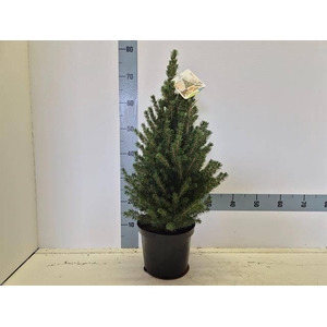 PICEA GL CONICA