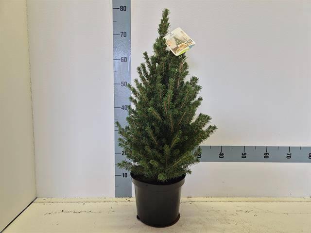 <h4>PICEA GL CONICA</h4>