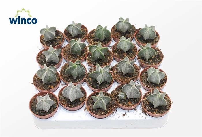 <h4>Astrophytum Myriostigma (s)</h4>