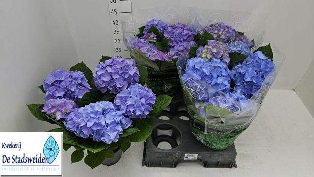 <h4>HYDR M BLAUER ZWERG</h4>