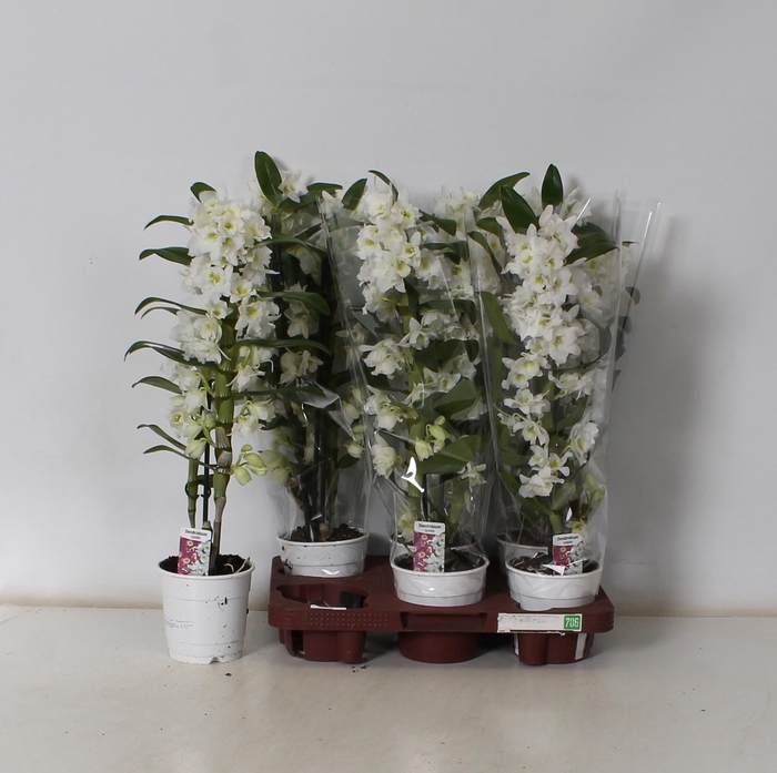 <h4>DEND NOBILE</h4>