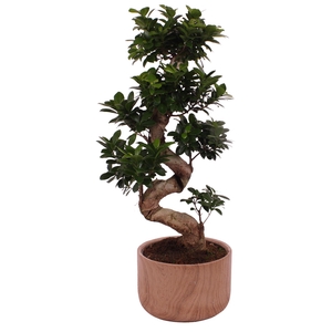 Ficus. Ginseng S-Shape Ø24cm in Ø26cm Ceramic NT565