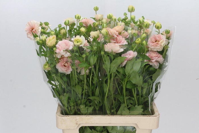 <h4>Ranunculus Magical Mascarpone</h4>