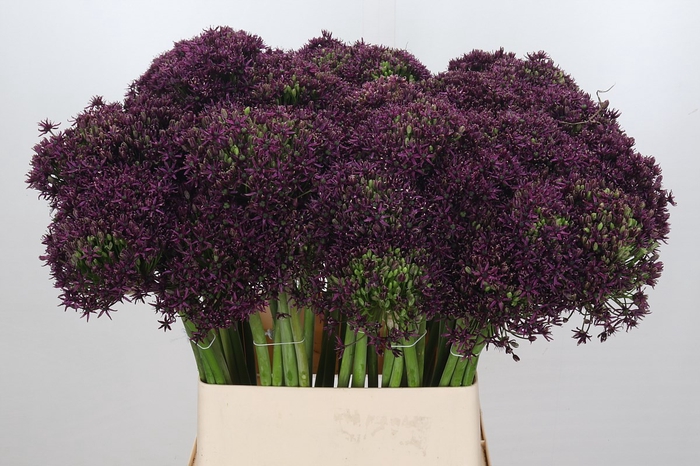 Allium Cherry