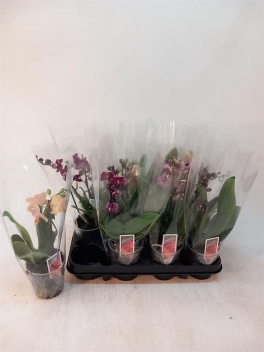 <h4>Phalaenopsis Multi gemengd 4 kleure</h4>