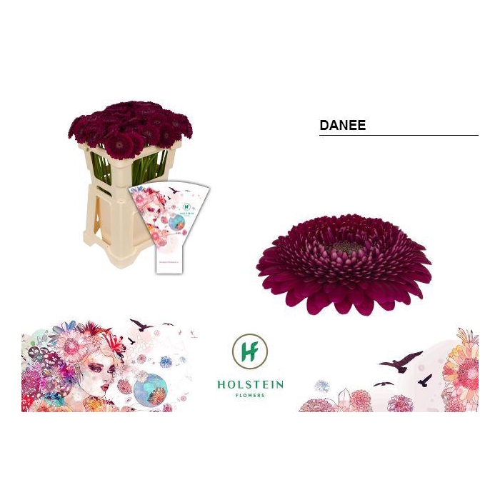 <h4>Ge Bv Gerponi Danee</h4>