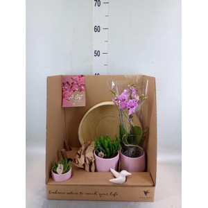 Arr.  Phalaenopsis  H%