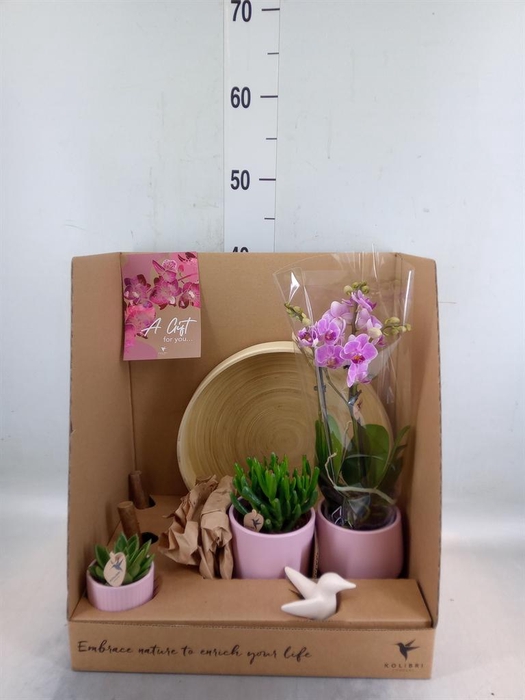 <h4>Arr.  Phalaenopsis  H%</h4>