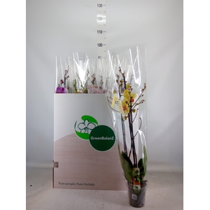 Phalaenopsis   ...mix