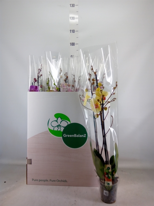 <h4>Phalaenopsis   ...mix</h4>