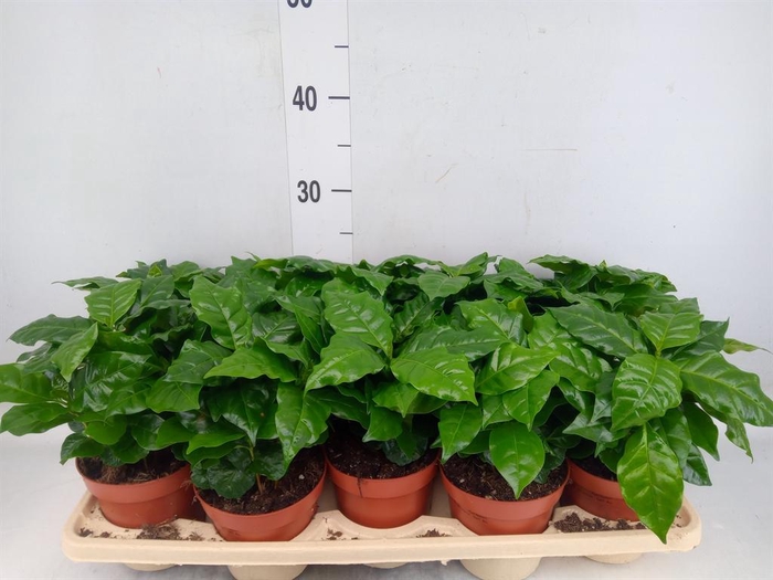 <h4>Coffea arabica</h4>