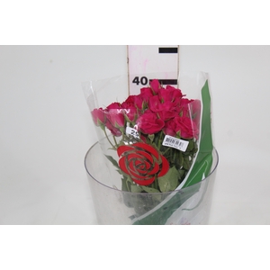 ROSA SPRAY PINK YO-YO 040 CM PINK