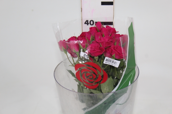 ROSA SPRAY PINK YO-YO 040 CM PINK