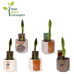 HIPP OV