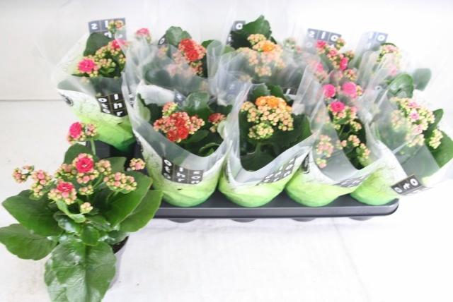 <h4>KAL GE GEM 4 KL</h4>