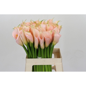 Zantedeschia Eydolls Salmon