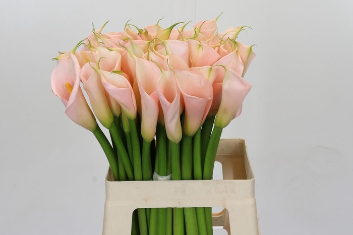 Zantedeschia Eydolls Salmon