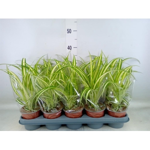 Chlorophytum com. 'Variegatum'