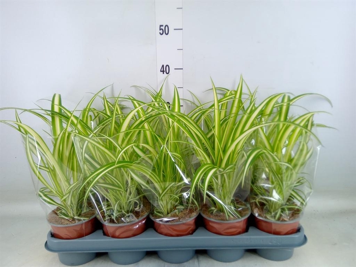 <h4>Chlorophytum com. 'Variegatum'</h4>