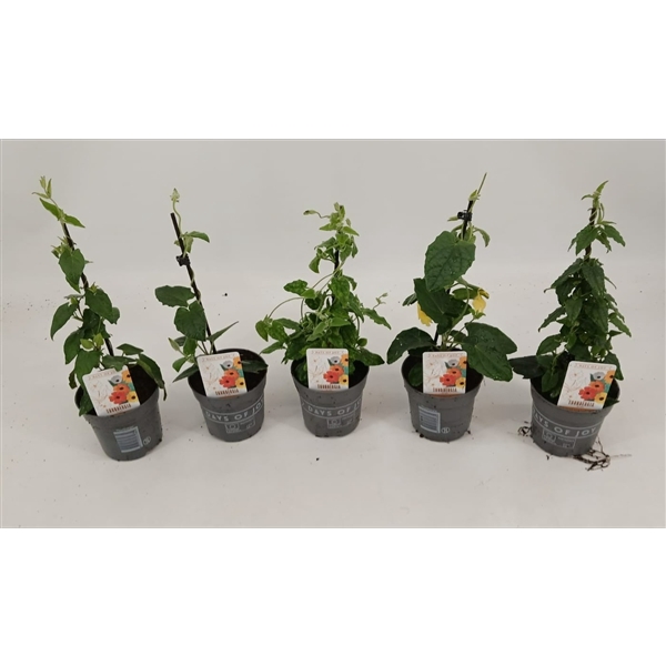 <h4>Thunbergia alata mix</h4>