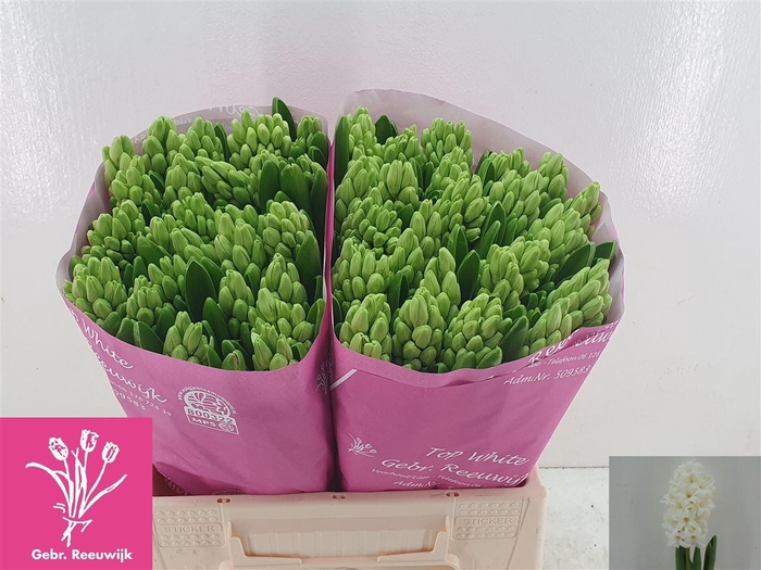 <h4>Hyac Top White</h4>