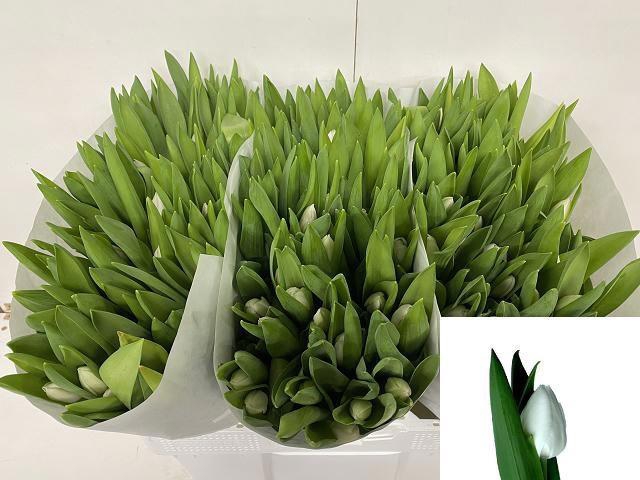 <h4>TU EN ROYAL VIRGIN</h4>