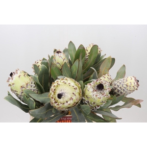 Protea Barbigera Ice Queen Air