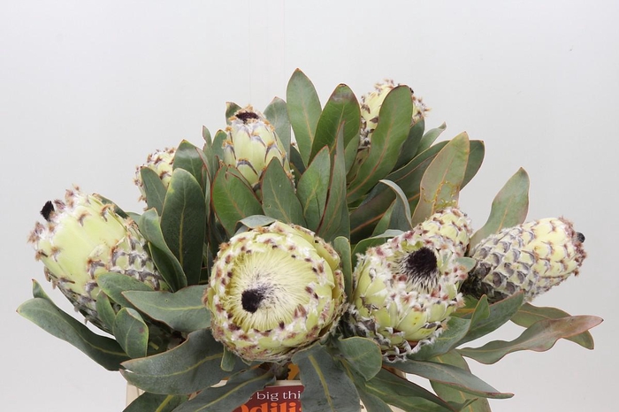 <h4>Protea Barbigera Ice Queen Air</h4>