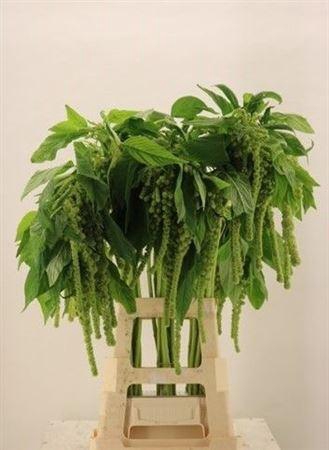 <h4>Amar Ca Cycloop</h4>