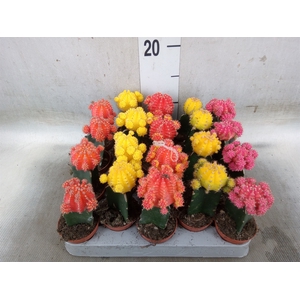 Gymnocalycium mihanov. 'Japan'  mix