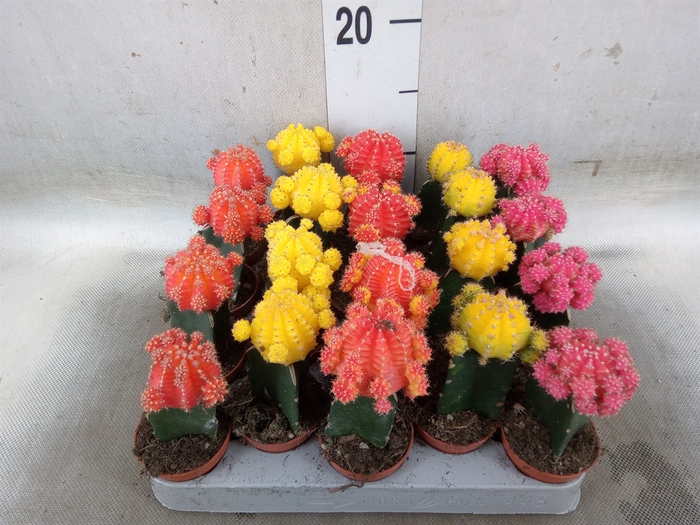 <h4>Gymnocalycium mihanov. 'Japan'  mix</h4>