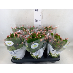 Schlumbergera   ...