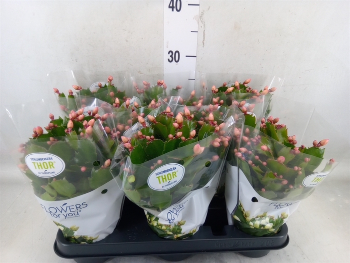 <h4>Schlumbergera   ...</h4>