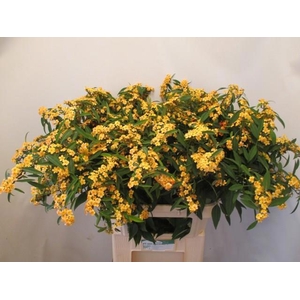 EUPH F T COGNAC BARO